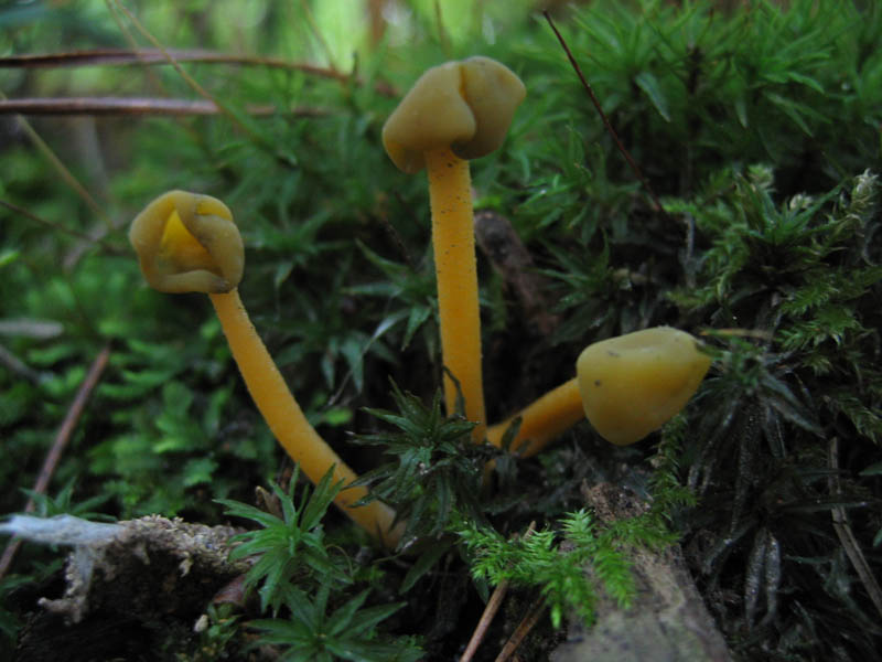 Leotia lubrica